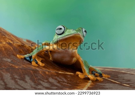 Tree frog on leaves, Gliding frog (Rhacophorus reinwardtii) closeup on dry leaves, Javan tree frog on leaf, Indonesian tree frog