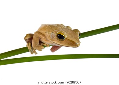 Tree frog on papyrus tree
