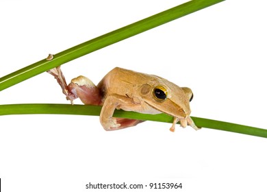 Tree frog on papyrus tree