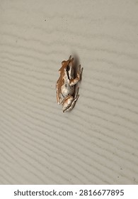 A tree frog on a wall