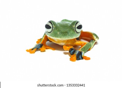 Tree Frog On White Background