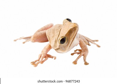 Tree frog on white background