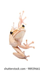 Tree frog on white background