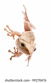  Tree frog on white background