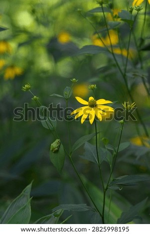 A tree frog perched on a cutleaf coneflower leaf.