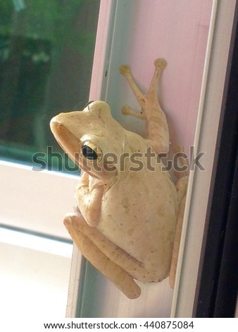 tree frog perched on the window sill