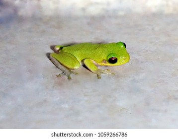 TREE FROG-  A Perfect, Green, Hyla Cinerea Tree Frog Is A Friend To People In Southeast Louisiana. It Eats A Variety Of Insects, Including The Pesty Ones.