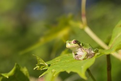 A Tree Frog Relaxing On A Green Vine.
