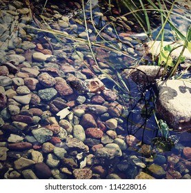 Tree Frog In A Rockery Garden Pond/bert The Frog