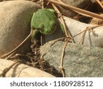 Tree Frog In Rocks