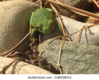 Tree Frog In Rocks
