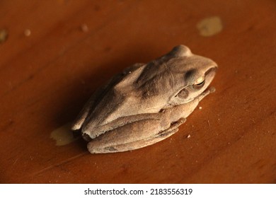 Tree Frog Or A Small Toad Is A Family Of Amphibians (Anura) In The Family Of Frogs Rank. 