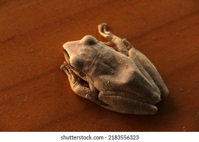 Tree Frog Or A Small Toad Is A Family Of Amphibians (Anura) In The Family Of Frogs Rank. 