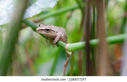 Tree Frog Is A Species Of Frog In The Family Hylidae On  Leaves