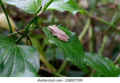 Tree Frog Is A Species Of Frog In The Family Hylidae On  Leaves