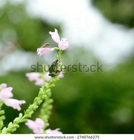 Tree frog and stinkbug on flower of obedient plant