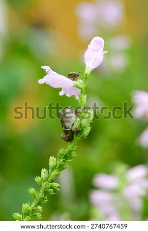 Tree frog and stinkbug on flower of obedient plant