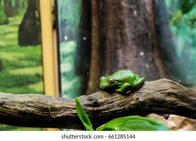 Tree frog in Taronga Zoo, Sydney