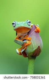 Tree Frog, Wallace, Flying Frog