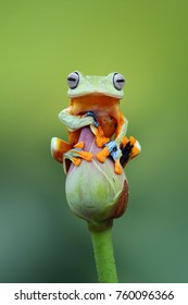 Tree Frog, Wallace, Flying Frog