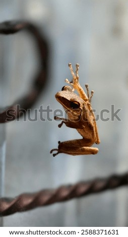 tree frog in the windows