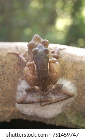 tree frogs
