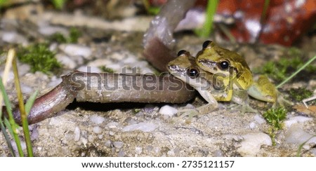 
Tree frogs in amplexus, the nuptial embrace of anuran amphibians.