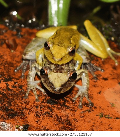 
Tree frogs in amplexus, the nuptial embrace of anuran amphibians.