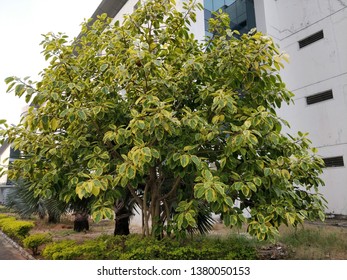 Tree in front of building