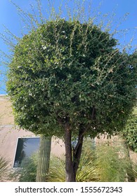 Tree in front of building