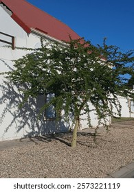 A tree in front of a building