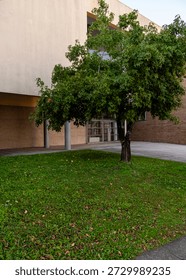 A tree in front of a building.
