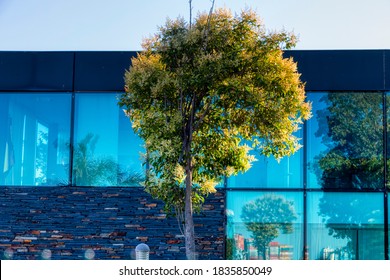 Tree in front of a glazed building