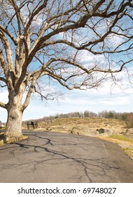 Tree In Front Of Little Round Top