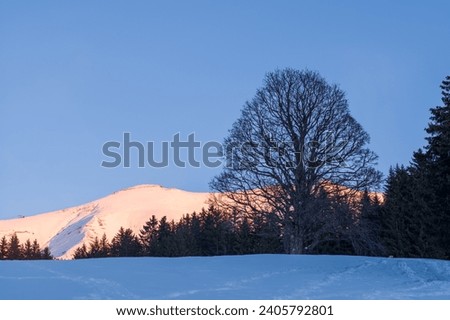 A tree in front of Mont Joly at sunset in Europe, France, Rhone Alpes, Savoie, Alps, winter.