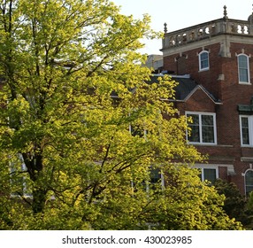 Tree in front of an old building