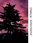 Tree in Front of Purple Sky