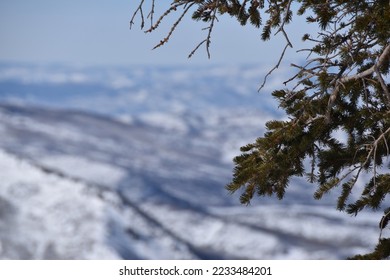 Tree in the front with snow and mountain in the back 