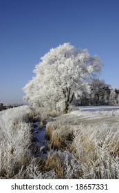 Tree with Frost