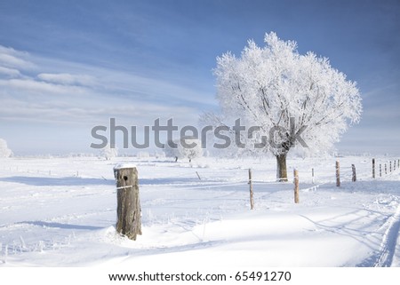 Tree in frost and landscape in snow against blue sky. Winter scene.