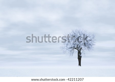 Tree in frost and snow against sky. Winter scene.