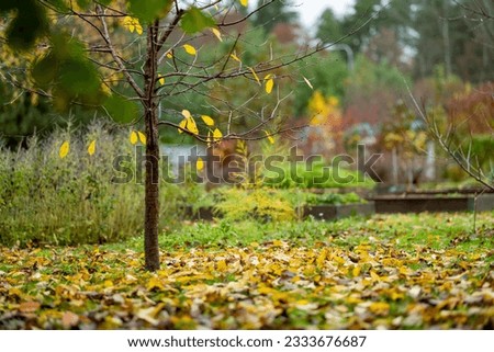 Tree fruit garden on late autumn day. Fallen leaves on the ground. Growing own fruits and vegetables in a homestead. Gardening and lifestyle of self-sufficiency.