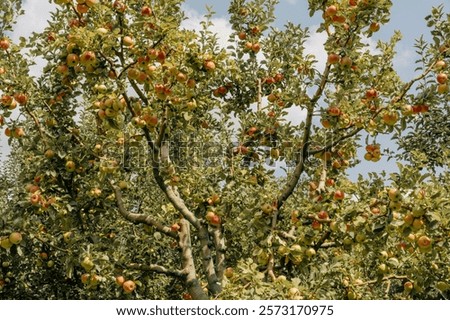 Similar – Foto Bild Ich habe für euch mal einen wunderschönen Strauß Sommerblumen gepflückt. Gräser sind auch mit drin. Ich hoffe, ihr habt keinen Heuschnupfen.