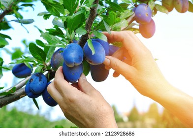 Tree full of blue plums in an orchard.Woman's hand picking  blue plums in a orchard.Plum harvest. Farmers hands with freshly harvested plums 