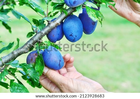 Tree full of blue plums in an orchard.Woman's hand picking  blue plums in a orchard.Plum harvest. Farmers hands with freshly harvested plums 