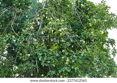 tree full of green apples, in the countryside in Navarre Spain. Real apples. much better taste than the ones bought in supermarkets. organic apples organic apples