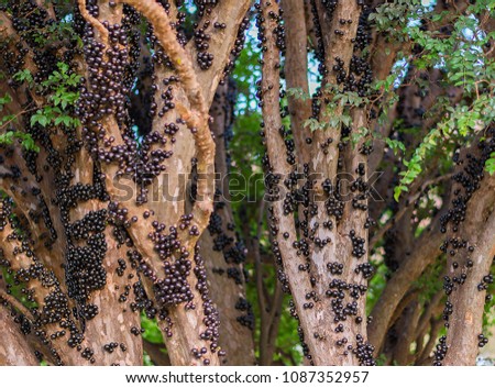 tree full of jabuticabas(brazilian berry)