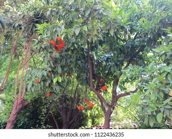 tree full of orange