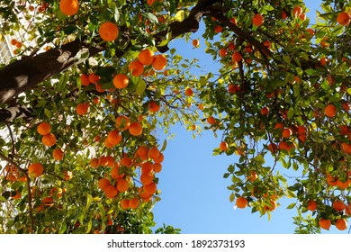 Tree Full Of Oranges Against Clear Blue Winter Sky In Seville, Andalusia, Spain.