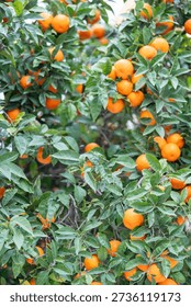 A tree full of oranges is shown in the image. The oranges are ripe and ready to be picked. The tree is lush and green, with many branches and leaves. The oranges are clustered together